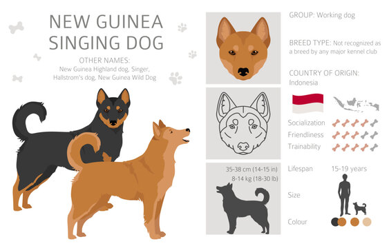 are new guinea singing dogs feral