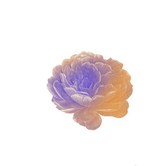 Obraz premium Botanical illustration in vintage style