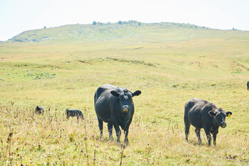 Naklejka na ściany i meble Cows graze on the grass in nature. Free-range animals.