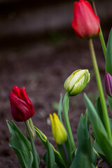 Naklejka premium red and yellow tulips