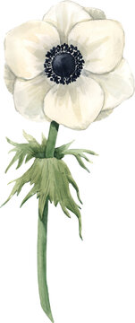 recommend clip art: Beautiful png floral illustration with hand drawn watercolor anemone flower. Stock clip art.