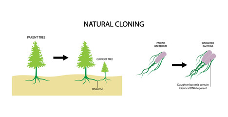 illustration of Biology and animal, Natural cloning, asexual reproduction, a new individual is generated from a copy of a single cell from the parent organism