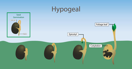 illustration of biology, Hypogeal, cotyledons expand, throw off the seed shell and become photosynthetic above the ground, is epigeal germination,  - obrazy, fototapety, plakaty