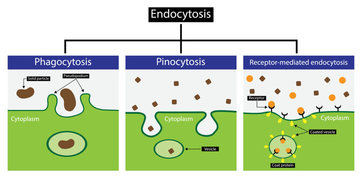 illustration of biology,Endocytosis is a cellular process in which substances are brought into the cell, Endocytosis includes pinocytosis and phagocytosis, It is a form of active transport