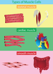 illustration of Biology, types of muscle tissue are cardiac, smooth and skeletal, Cardiac muscle cell, Skeletal muscle cell, Smooth muscle cell, skeletal muscle fiber structure