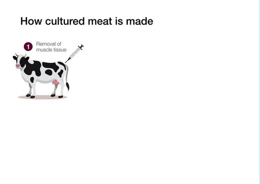 How cultured lab grown meat is made
