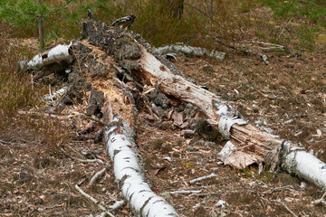 Abgestorbene Bäume im Wald	