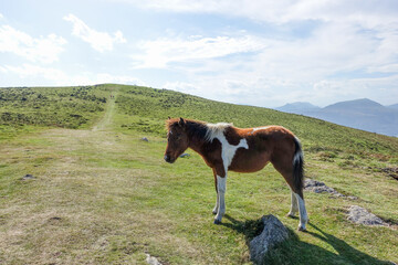 Un petit cheval sauvage pottok sur le versant de la montagne Ursuya, au Pays Basque