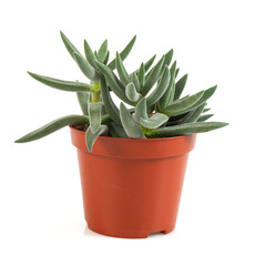 Crassula mesembryanthemoide isolated on white background