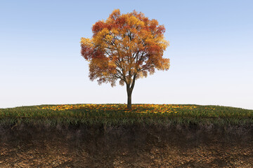 Autumn tree and soil cut under it. Isolated garden element, 3D illustration, cg render