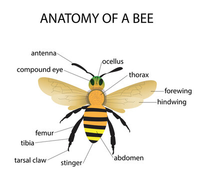 illustration of biology and animal, anatomy of the honey bee worker, Honey Bee Anatomy, Bees are winged insects closely related to wasps and ants, Bees feed on nectar and pollen