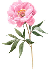 Beautiful watercolor pink peony flower isolated png illustration. 