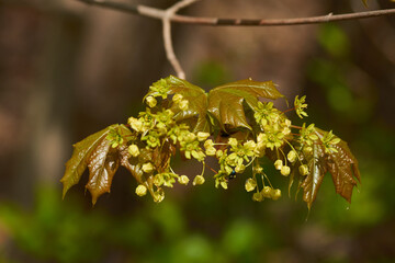 Spitzahorn (Acer platanoides), auch Spitzblättriger Ahorn genannt	