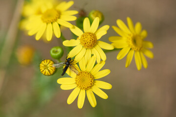 Männchen der Märzfliege (Bibio marci) auf Frühlings-Greiskraut oder Frühlings-Kreuzkraut	