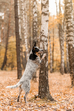 Young blue heeler dog with leaves in autumn. Australian cattle dog. Fall season