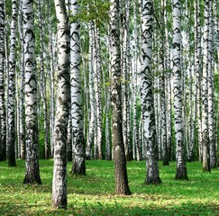Birch trees in the summer forest in the sunshine