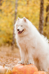 Halloween and Thanksgiving Holidays. Dog with pumpkins in the forest. Samoyed dog