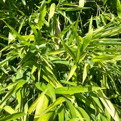 Bambuk (lat. Bambúsa is a genus of perennial evergreen plants of the family Poaceae, from the subfamily Bamboo (Bambuseae