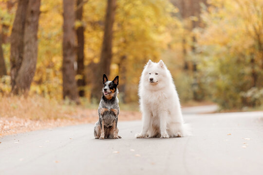 Two dogs sitting in autumn. Australian cattle dog. Young blue heeler dog. Samoyed dog. Fall season