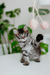Cute gray kitten is playing with a toy.
