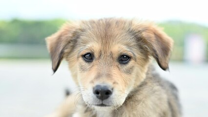 Small stray puppy dog looking towards camera