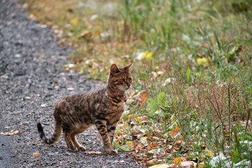Beautiful cat with brown leopard color with gaze of hunter stands on side of road. Selective focus