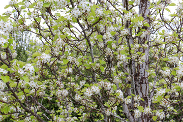 white blossoms on ornamental pear pyrus tree