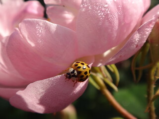Yellow harlequin ladybird beetle (Harmonia axyridis) with 19 spots sitting on the underside of a pale pink rose covered in morning dew