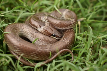 Wolf snake