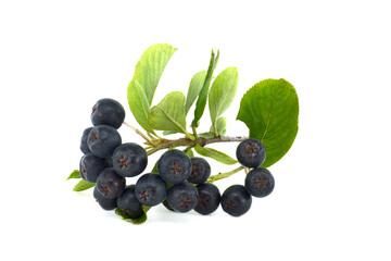 Chokeberry with leaf isolated on white background