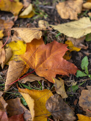 Beautiful abstract autumn landscape. Colorful blurred grass meadow foliage in the park. Falling leaves natural background, copy space alone leaves. Idyllic autumn nature