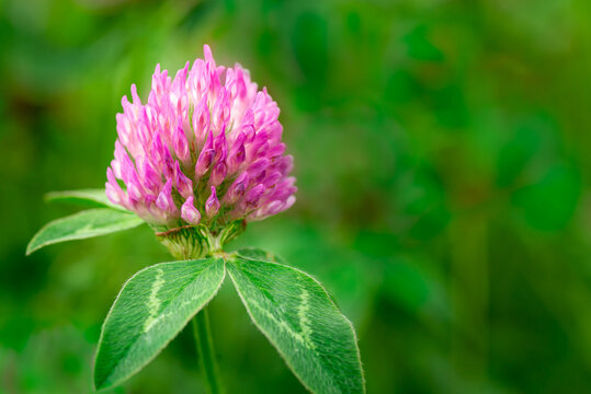 Purple clover or trefoil flower close-up on a green background