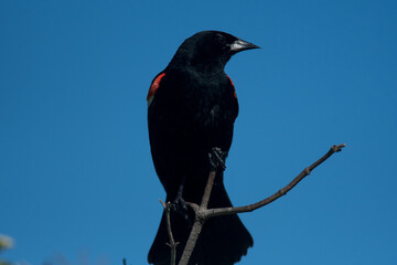 Red-Winged Blackbird perched atop a tree branch