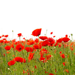 Field with red poppies on a white background