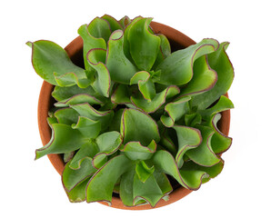 Ruffle jade Crassula in a pot isolated on white background