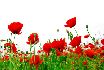 Fototapeta premium Field with red poppies on a white background