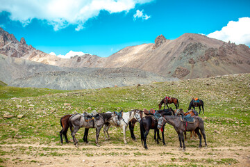 Harnessed horses stand in the mountains, waiting for tourists for a horseback ride. Hiking...
