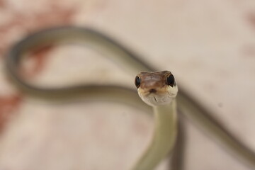 Bronzeback tree snake