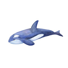 Blue killer whale watercolor illustration isolated on white. Sea animal.