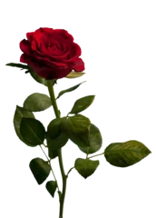 Foto op Canvas red rose isolated © Visualmind