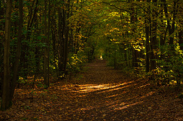 path in the forest