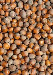 background of hazelnuts