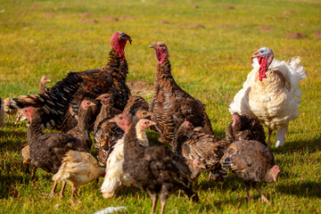Turkeys walk on the grass in a green meadow in a pasture. Animal husbandry and agriculture in the mountains.