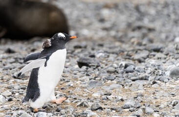 Eselspinguin (Pygoscelis papua) auf Half Moon Island auf den Süd-Shettland-Inseln vor der...