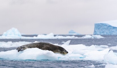 Seeleopard (Hydrurga leptonyx) auf einer Eisscholle in der Antarktis in der Cierva Cove