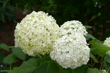 アメリカノリノキ