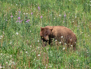Brown Bear grazing on weeds and flowers in the Yukon Terriroty of Canada