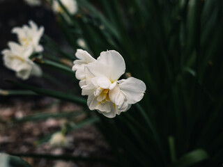 Jonquil flower