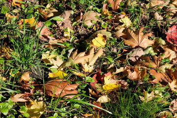 Yellow fallen leaves