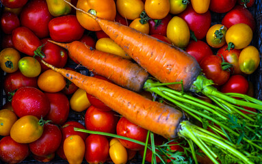 tomatoes, carrots on the table.Carrots, tomatoes just picked in the garden on wooden boards. carrots & tomatoes.